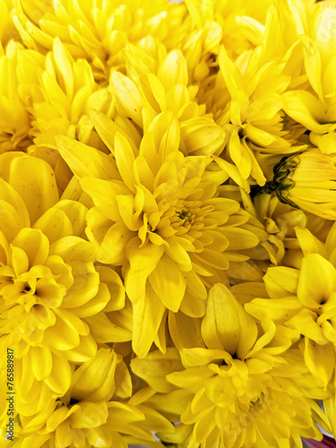 Yellow chrysanthemum flowers blooming in garden. Spring flowers as background © Abdullah Studio