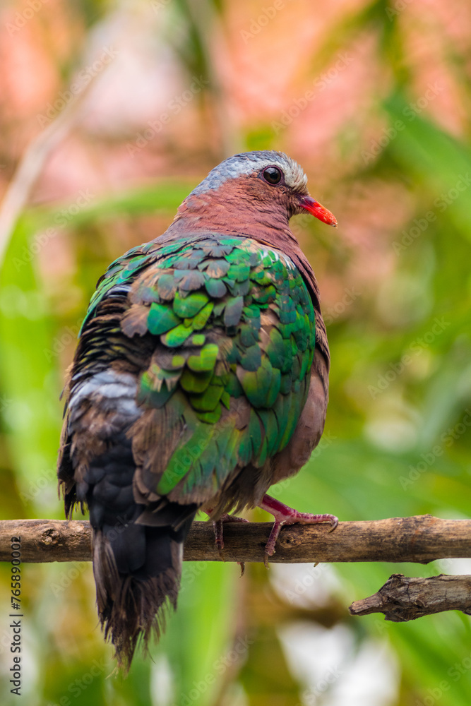 The emerald dove or common emerald dove (Chalcophaps indica), also called Asian emerald dove and grey-capped emerald dove The emerald dove or common emerald dove (Chalcophaps indica), also called Asian emerald dove and grey-capped emerald dove