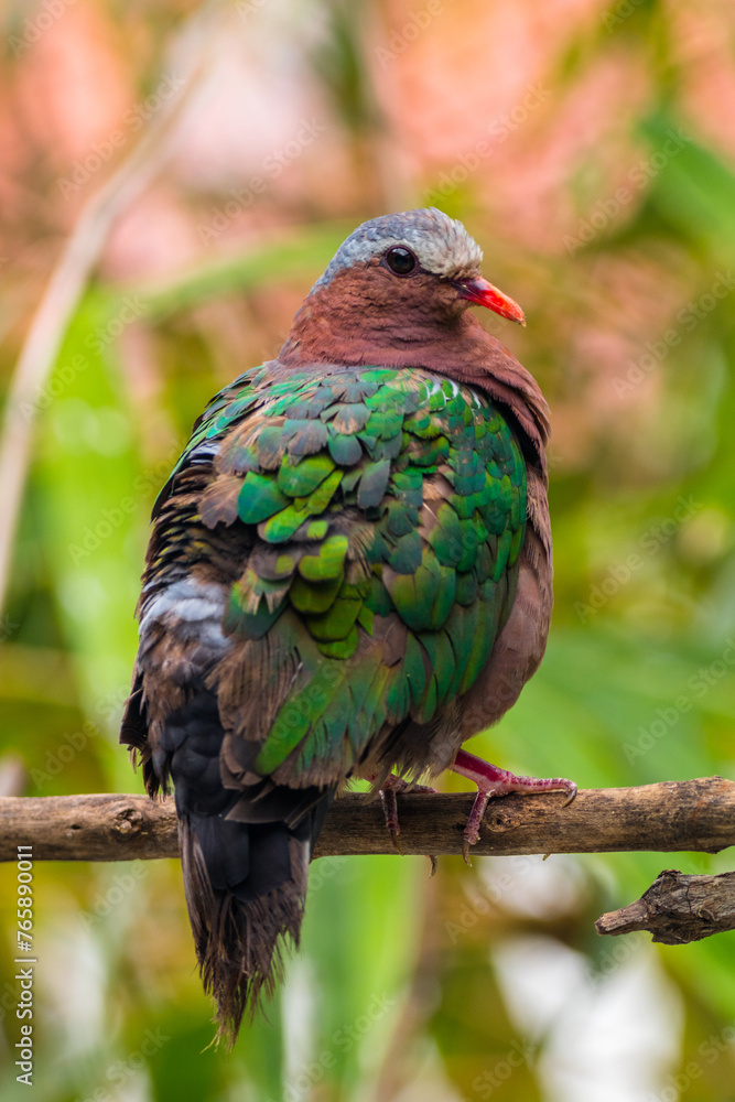 Obraz premium The emerald dove or common emerald dove (Chalcophaps indica), also called Asian emerald dove and grey-capped emerald dove