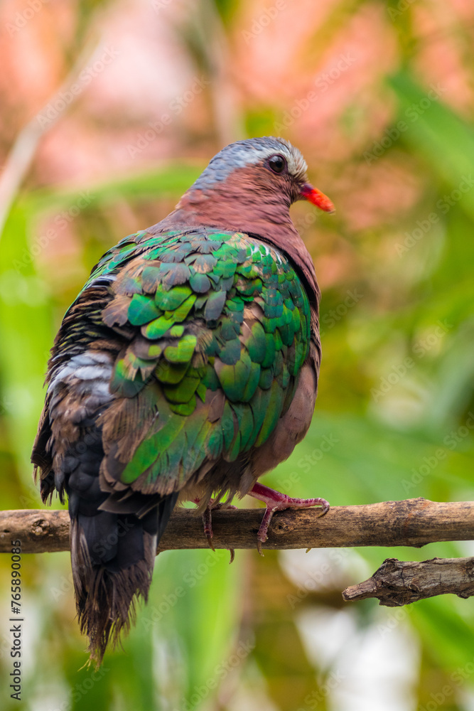 Fototapeta premium The emerald dove or common emerald dove (Chalcophaps indica), also called Asian emerald dove and grey-capped emerald dove