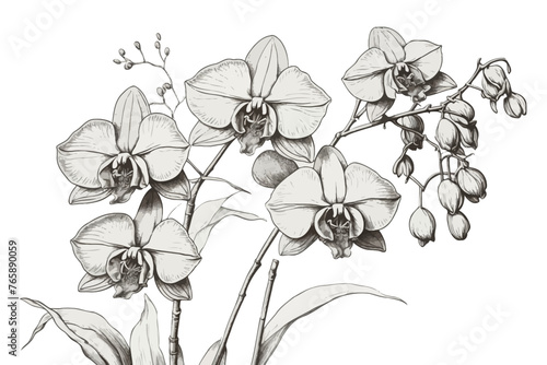 Background with hand draw orchids. Flower collection.