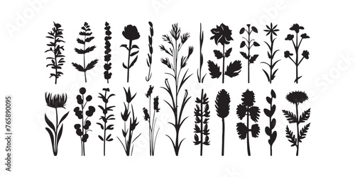 Wild meadow herbs flowering flowers Vector Silhouettes Collections Vector Art Illustration
