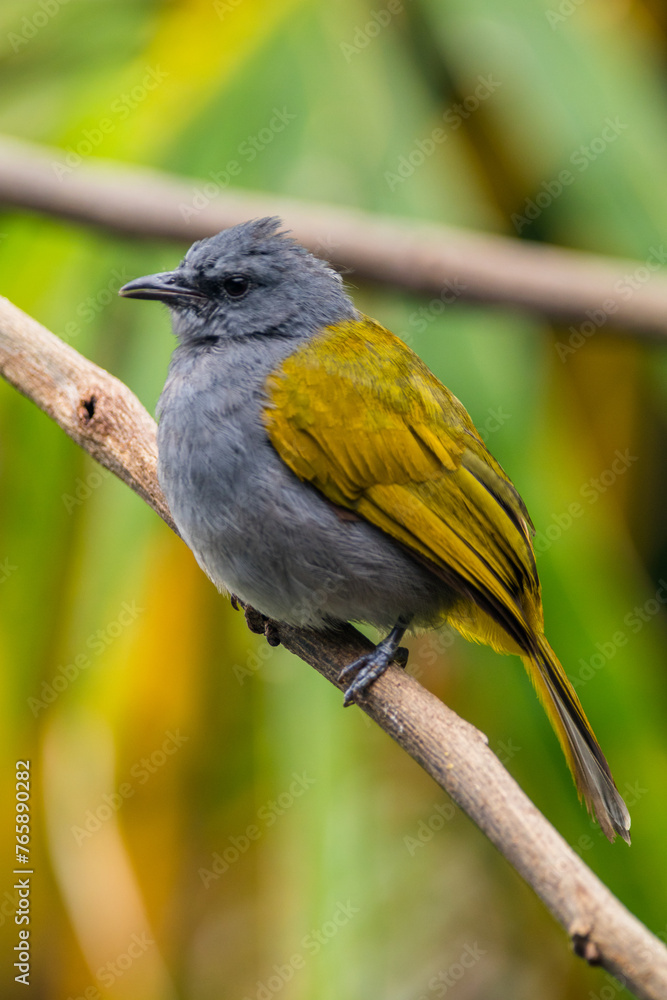Fototapeta premium The grey-bellied bulbul (Ixodia cyaniventris) is a species of songbird in the bulbul family. It is found on the Malay Peninsula, Sumatra and Borneo.