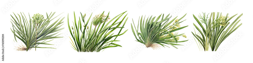 Watercolor wild field herbs. Collection botanic garden elements. Vector illustration.