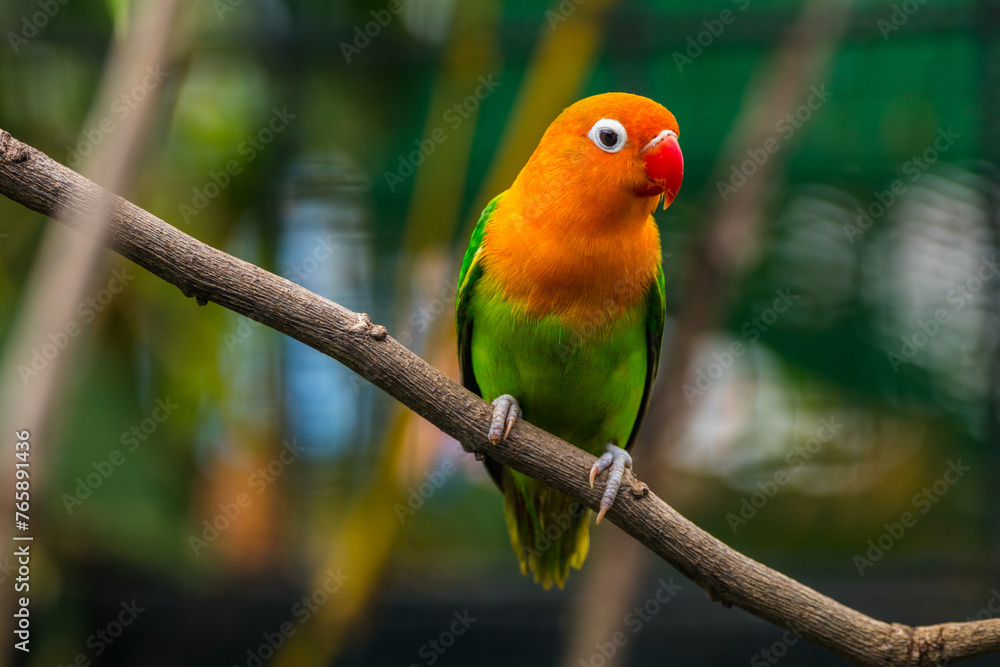 Fischer's lovebird (Agapornis fischeri) is a small parrot species of the genus Agapornis.