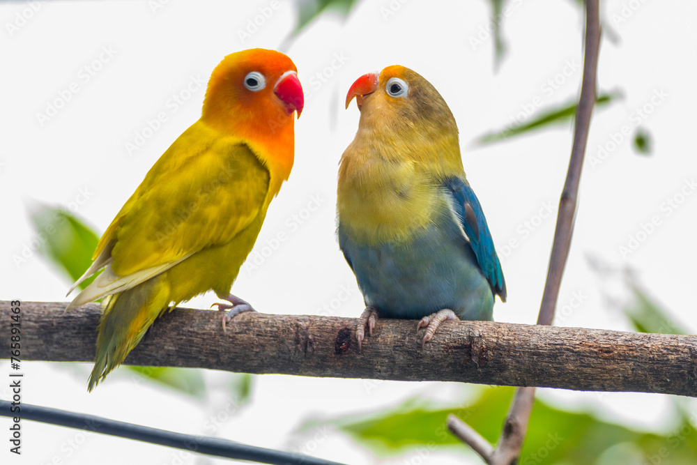Fischer's lovebird (Agapornis fischeri) is a small parrot species of the genus Agapornis. Fischer's lovebird (Agapornis fischeri) is a small parrot species of the genus Agapornis.