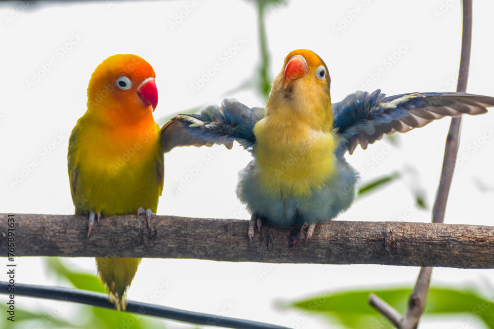 Fischer's lovebird (Agapornis fischeri) is a small parrot species of the genus Agapornis. Fischer's lovebird (Agapornis fischeri) is a small parrot species of the genus Agapornis.