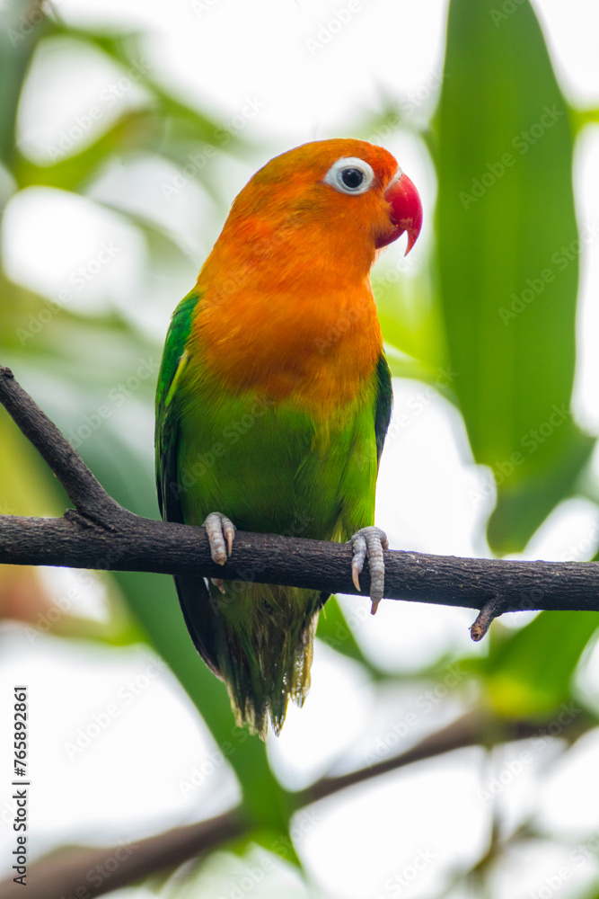 Fischer's lovebird (Agapornis fischeri) is a small parrot species of the genus Agapornis. Fischer's lovebird (Agapornis fischeri) is a small parrot species of the genus Agapornis.