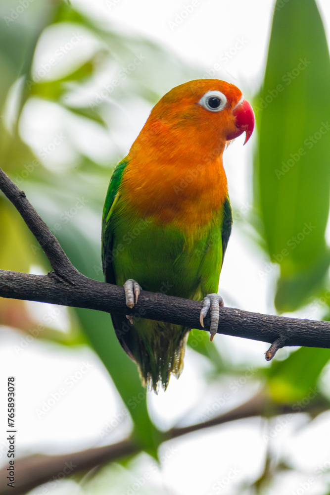 Fischer's lovebird (Agapornis fischeri) is a small parrot species of the genus Agapornis. Fischer's lovebird (Agapornis fischeri) is a small parrot species of the genus Agapornis.