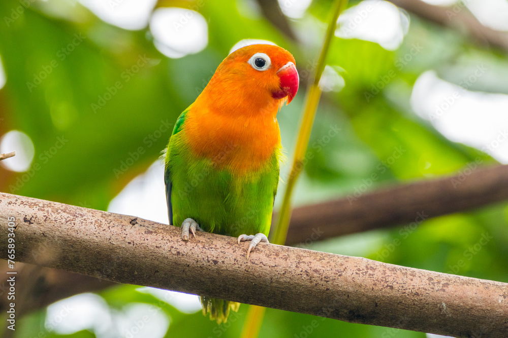 Fischer's lovebird (Agapornis fischeri) is a small parrot species of the genus Agapornis. Fischer's lovebird (Agapornis fischeri) is a small parrot species of the genus Agapornis.