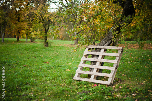 A tranquil scene of an apple tree standing majestically in a serene garden, offering a picturesque view of nature's bounty