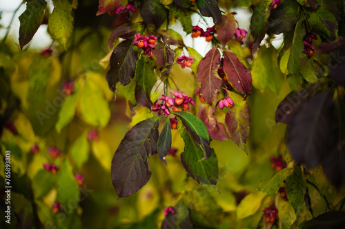 Vibrant red leaves in the enchanting hues of autumn, casting a spell of warmth and nostalgia amidst the seasonal change