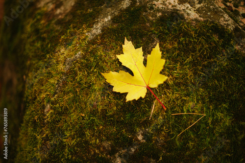 A serene composition capturing a small yellow maple leaf delicately resting on a textured rock surface