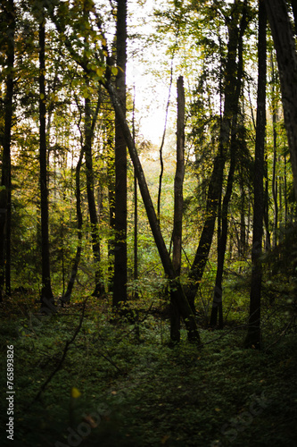 The tranquil serenity of a misty morning in the woods, with soft sunlight filtering through the dense canopy, evoking a sense of peace and rejuvenation