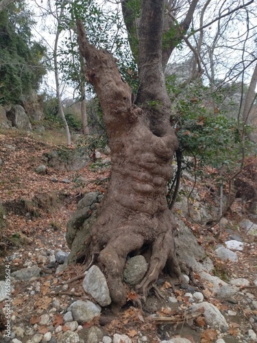 fantastic natural shapes of a tree branches photo