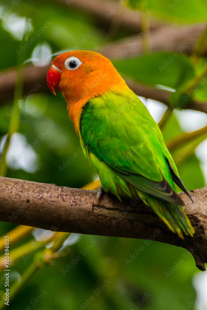 Fischer's lovebird (Agapornis fischeri) is a small parrot species of the genus Agapornis. Fischer's lovebird (Agapornis fischeri) is a small parrot species of the genus Agapornis.