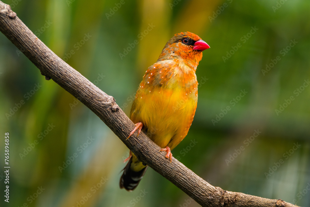 The red avadavat (Amandava amandava), red munia or strawberry finch, is a sparrow-sized bird of the family Estrildidae