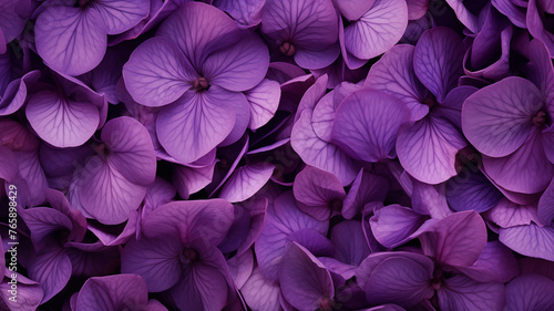 African Violet flower petals in deep purple floral background image © Randall