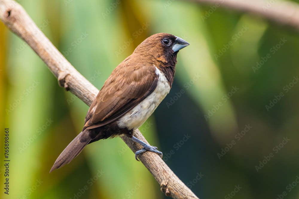 The Javan munia (Lonchura leucogastroides) is a species of estrildid finch native to southern Sumatra, Java, Bali and Lombok islands in Indonesia. The Javan munia (Lonchura leucogastroides) is a species of estrildid finch native to southern Sumatra, Java, Bali and Lombok islands in Indonesia.