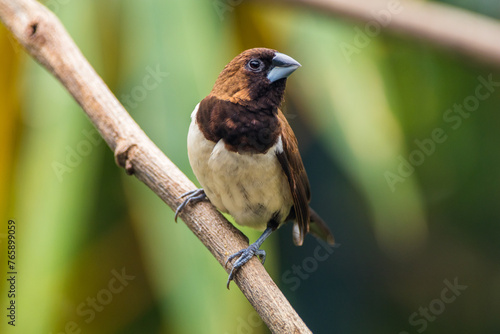 The Javan munia (Lonchura leucogastroides) is a species of estrildid finch native to southern Sumatra, Java, Bali and Lombok islands in Indonesia. photo