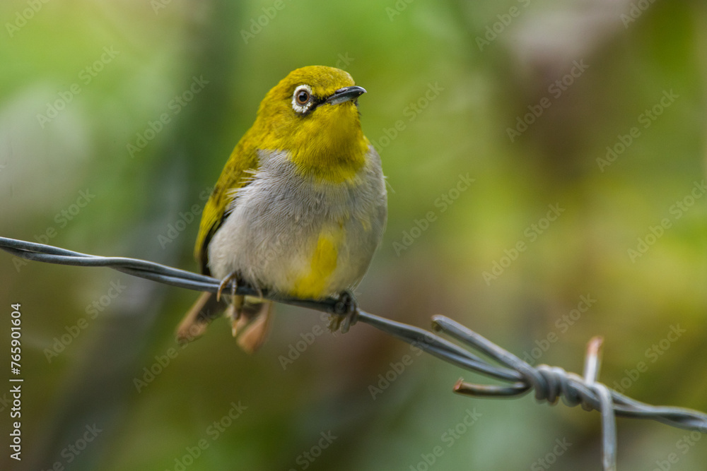 The Javan white-eye (Zosterops flavus) is a bird species in the family Zosteropidae that occurs in Java and Borneo The Javan white-eye (Zosterops flavus) is a bird species in the family Zosteropidae that occurs in Java and Borneo