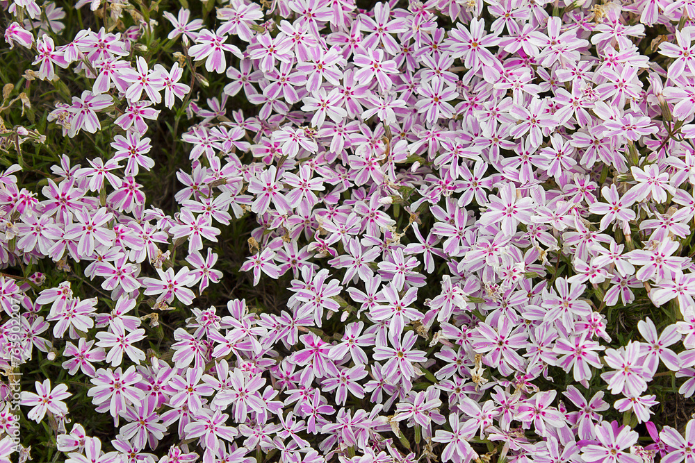 background of pink phloxes close-up blooming in the garden