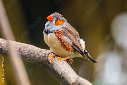 Bilde på lerret The zebra finches are two species of estrildid finch in the genus Taeniopygia found in Australia and Indonesia