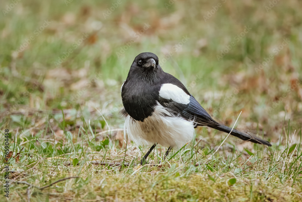A magpie stands on the green grass and looks right toward the camera lens. A magpie stands on the green grass and looks right toward the camera lens.