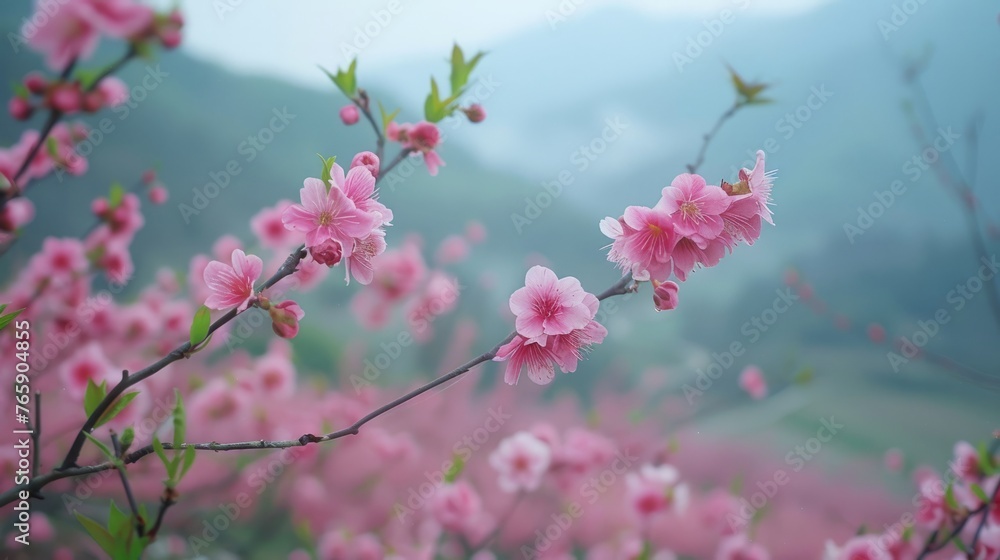pink flowers in the spring