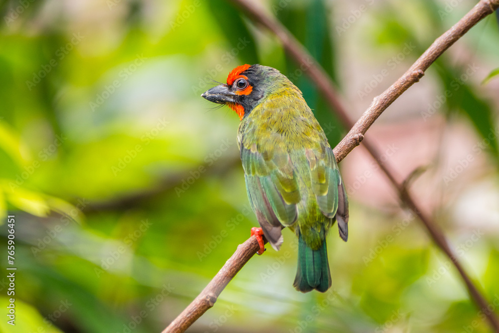 The coppersmith barbet (Psilopogon haemacephalus), also called crimson-breasted barbet and coppersmith The coppersmith barbet (Psilopogon haemacephalus), also called crimson-breasted barbet and coppersmith