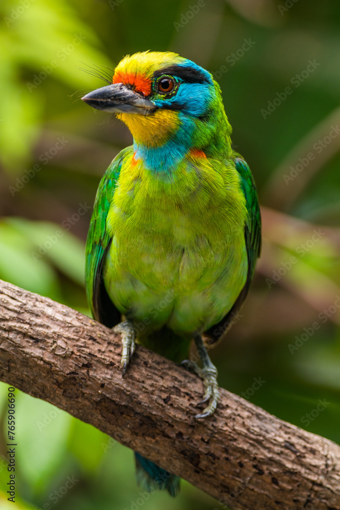 Fototapeta premium The red-throated barbet (Psilopogon mystacophanos) is a species of bird in the family Megalaimidae