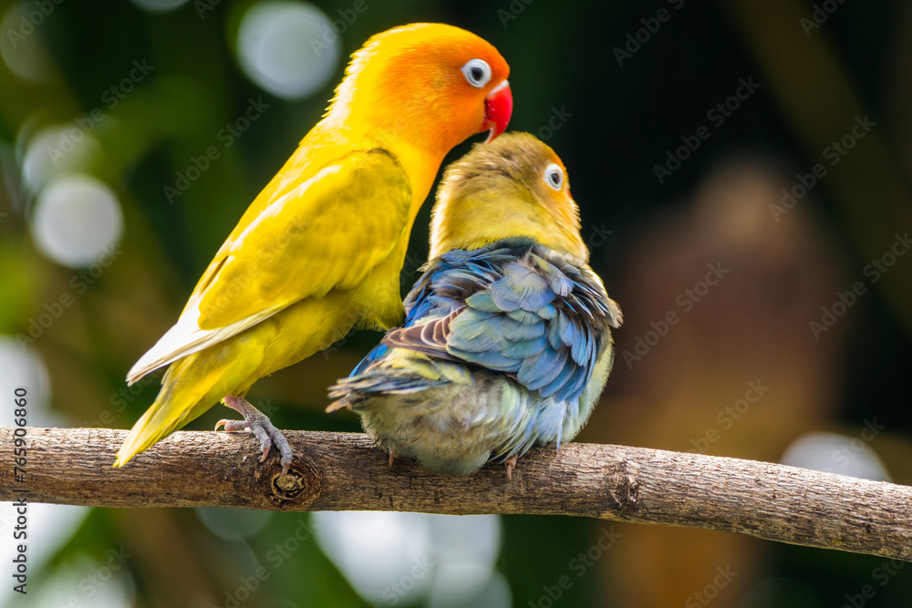 Fischer's lovebird (Agapornis fischeri) is a small parrot species of the genus Agapornis. - obrazy, fototapety, plakaty 