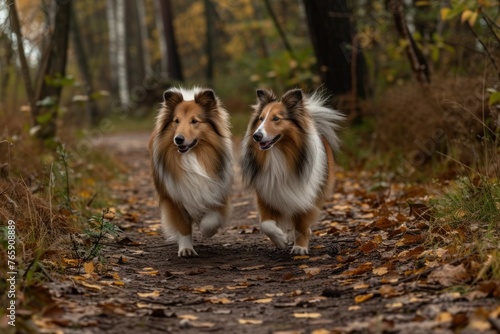 A pair of Shetland Sheepdogs enjoying a leisurely walk along a forest trail, their synchronized movements and close bond reflecting years of companionship,