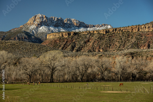 Lone Long Horn Cown Grazing Below Snowy Mountains In Southern Utah