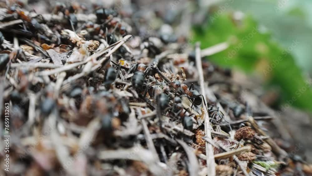 Black ants colony on the ground anthill, selective focus cinematic shot Black ants colony on the ground anthill, selective focus cinematic shot