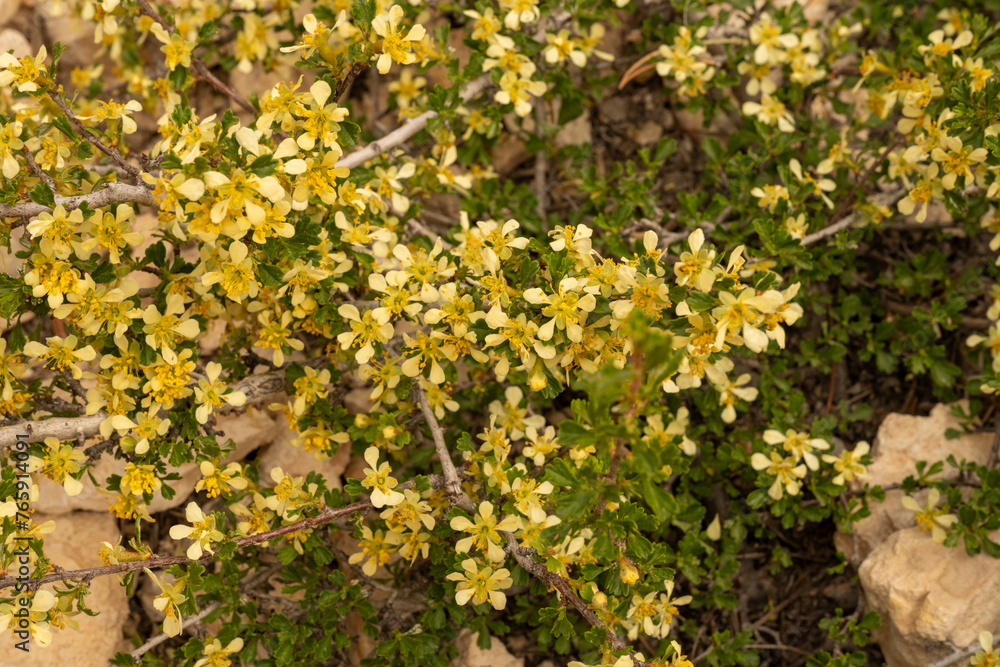 Yellow Blossoms Cover Bush Along Trail In Bryce