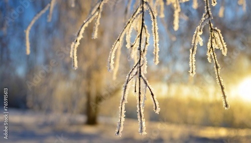 Wallpaper Mural Branches with hoarfrost close-up with the morning sun shining in the background. Torontodigital.ca