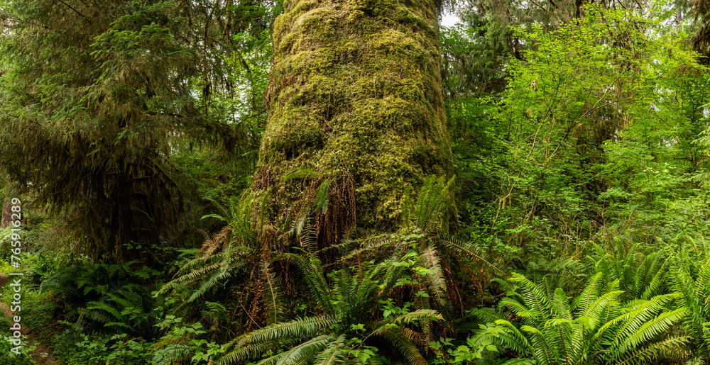 Base Of Large Tree Covered In Moss and Ferns Base Of Large Tree Covered In Moss and Ferns