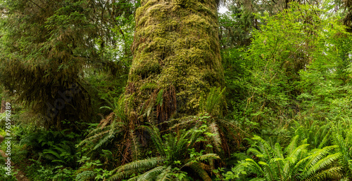 Base Of Large Tree Covered In Moss and Ferns