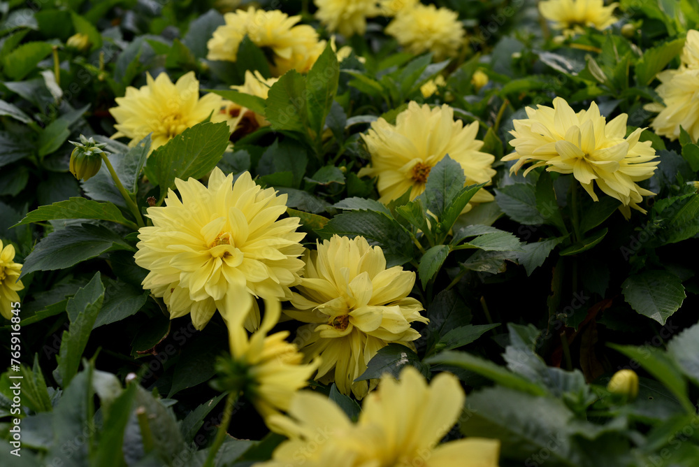 Beautiful blooming yellow lemon dahlias. Beautiful blooming yellow lemon dahlias.