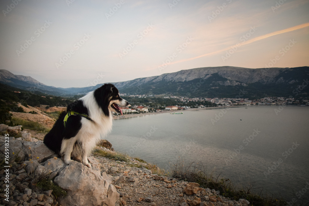 A dog enjoys the evening view of the sea from the rocky coastline. He loves evening walks. summer holiday day.	
