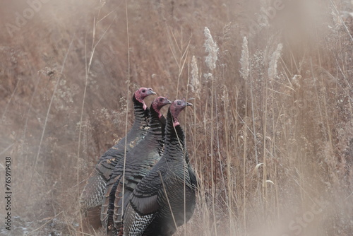 3 turkeys together