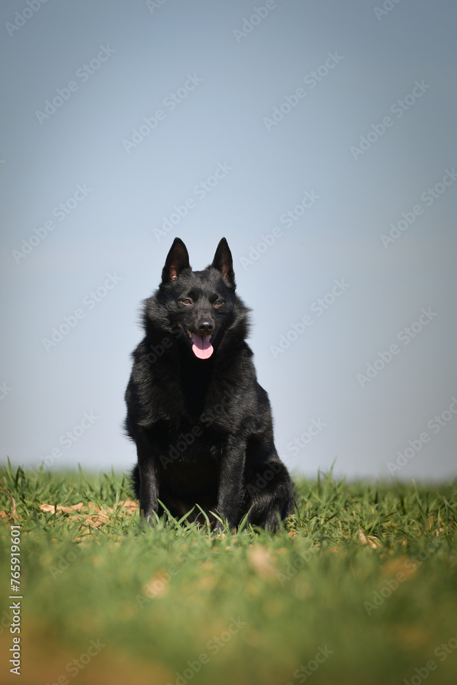 Young female of schipperke is sitting in grass. She has so nice face. She is so patient model.	
