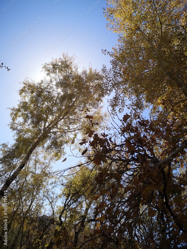 Obraz premium trees and sky