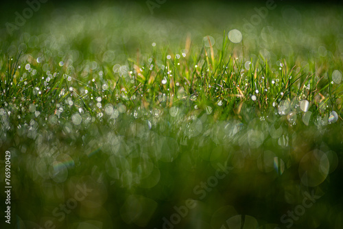 tło z zielonej trawy z rosą i pięknym rozmyciem © Henryk Niestrój