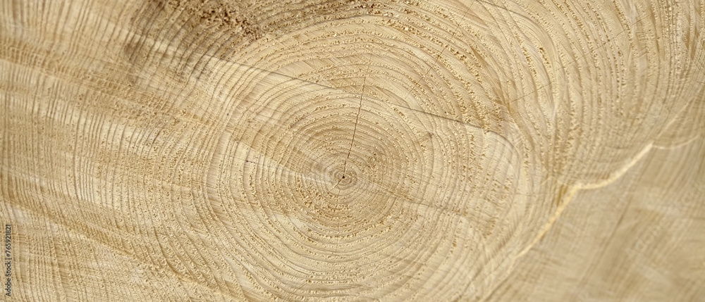 Naklejka premium Wood Texture Wavy Ring Slice Tree Stump Top View Stock