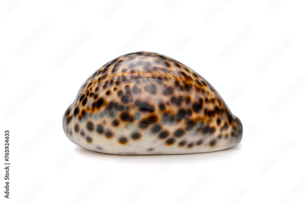 Cypraea tigris isolated on white background
