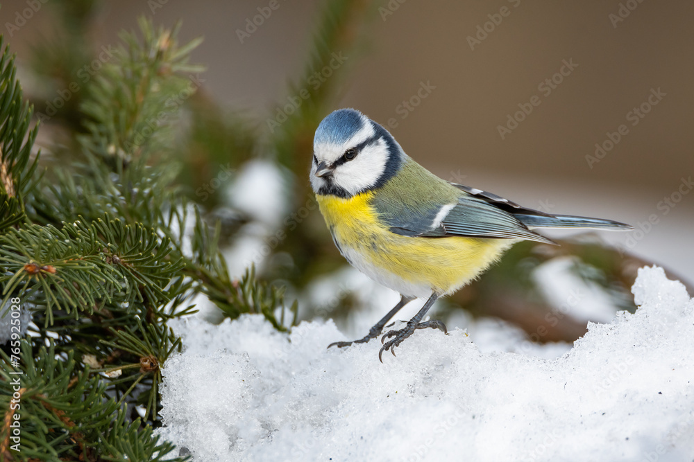 Blue titmouse in winter near the feeder Blue titmouse in winter near the feeder