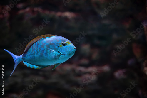 Photography tropical marine fish Acanthurus mata close-up