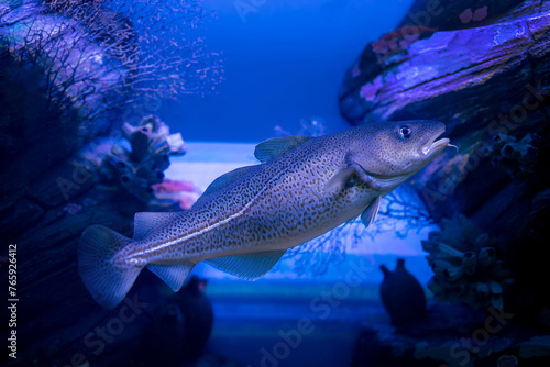 Atlantic cod (Gadus morhua) ocean deepwater fish. photo